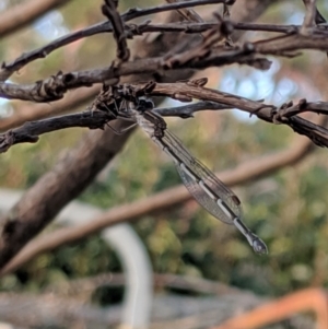 Austrolestes leda at Higgins, ACT - 26 May 2019