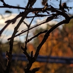 Austrolestes leda at Higgins, ACT - 26 May 2019