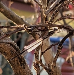 Austrolestes leda at Higgins, ACT - 26 May 2019