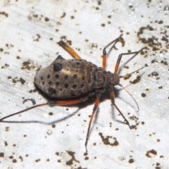 Tuberolachnus salignus (Giant willow aphid) at Fyshwick, ACT - 17 May 2019 by TimL