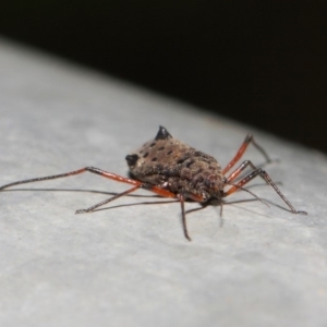 Tuberolachnus salignus at Fyshwick, ACT - 17 May 2019 12:41 PM