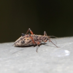 Tuberolachnus salignus at Fyshwick, ACT - 17 May 2019 12:41 PM