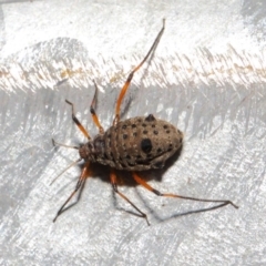 Tuberolachnus salignus at Fyshwick, ACT - 17 May 2019