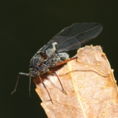 Tuberolachnus salignus at Fyshwick, ACT - 17 May 2019