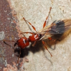 Podomyrma sp. (genus) (Muscleman Tree Ant) at Majura, ACT - 19 May 2019 by TimL
