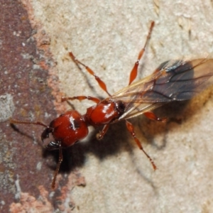 Podomyrma sp. (genus) at Majura, ACT - 19 May 2019