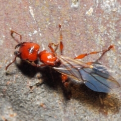 Podomyrma sp. (genus) at Majura, ACT - 19 May 2019