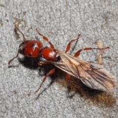 Podomyrma sp. (genus) at Majura, ACT - 19 May 2019 01:25 PM