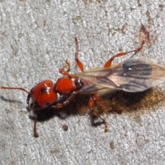 Podomyrma sp. (genus) at Majura, ACT - 19 May 2019