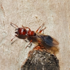 Podomyrma sp. (genus) at Majura, ACT - 19 May 2019 01:25 PM