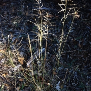 Eragrostis parviflora at Hughes, ACT - 15 May 2019