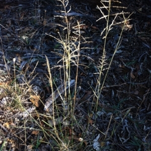 Eragrostis parviflora at Hughes, ACT - 15 May 2019 10:00 AM