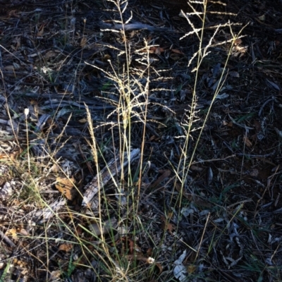 Eragrostis parviflora (Weeping Love Grass) at Hughes Grassy Woodland - 15 May 2019 by ruthkerruish