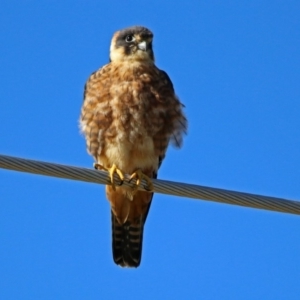 Falco longipennis at Fyshwick, ACT - 26 May 2019