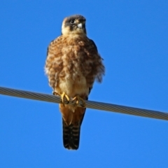 Falco longipennis (Australian Hobby) at Fyshwick, ACT - 26 May 2019 by RodDeb