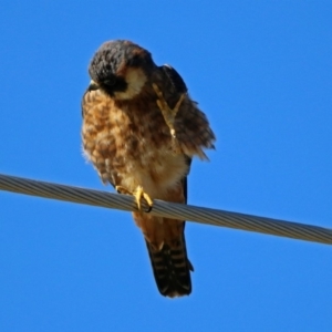 Falco longipennis at Fyshwick, ACT - 26 May 2019
