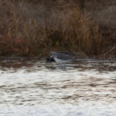 Tringa nebularia at Fyshwick, ACT - 26 May 2019