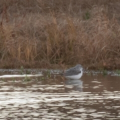 Tringa nebularia at Fyshwick, ACT - 26 May 2019