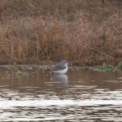 Tringa nebularia at Fyshwick, ACT - 26 May 2019