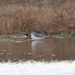 Tringa nebularia at Fyshwick, ACT - 26 May 2019