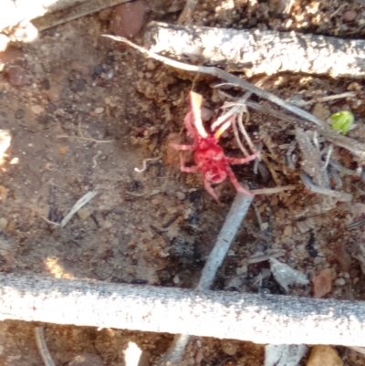 Trombidiidae (family) (Red velvet mite) at Gundaroo, NSW - 12 May 2019 by MPennay