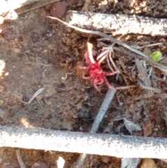 Trombidiidae (family) (Red velvet mite) at Gundaroo, NSW - 12 May 2019 by MPennay