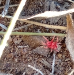 Trombidiidae (family) at Gundaroo, NSW - 12 May 2019