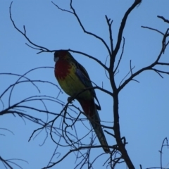 Platycercus eximius (Eastern Rosella) at Isaacs Ridge and Nearby - 26 May 2019 by Mike