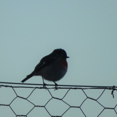 Petroica boodang (Scarlet Robin) at Isaacs, ACT - 26 May 2019 by Mike