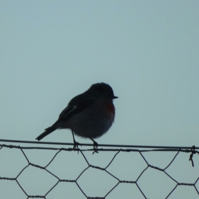 Petroica boodang (Scarlet Robin) at Isaacs Ridge and Nearby - 26 May 2019 by Mike