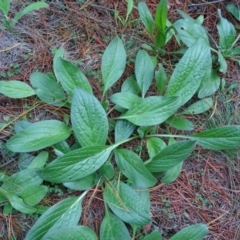 Echium plantagineum (Paterson's Curse) at Isaacs, ACT - 26 May 2019 by Mike