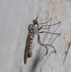 Empididae (family) (Dance fly) at Majura, ACT - 19 May 2019 by TimL