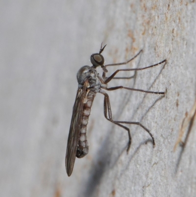 Empididae (family) (Dance fly) at Majura, ACT - 19 May 2019 by TimL