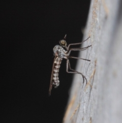 Empididae (family) at Majura, ACT - 19 May 2019