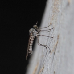 Empididae sp. (family) at Majura, ACT - 19 May 2019