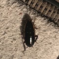 Drymaplaneta communis (Eastern Wood Runner, Common Shining Cockroach) at Crestwood, NSW - 24 May 2019 by acquilkey