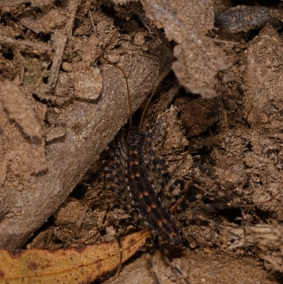 Scutigeridae (family) (A scutigerid centipede) at Yadboro State Forest - 23 May 2019 by kdm