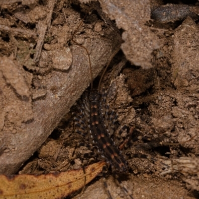 Scutigeridae (family) (A scutigerid centipede) at Yadboro, NSW - 24 May 2019 by kdm