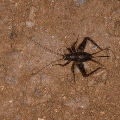 Nemobiinae sp. (sub-family) (A ground cricket) at Yadboro State Forest - 23 May 2019 by kdm