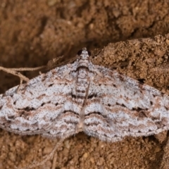 Didymoctenia exsuperata (Thick-lined Bark Moth) at Yadboro, NSW - 24 May 2019 by kdm
