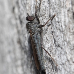 Cerdistus sp. (genus) (Slender Robber Fly) at Mount Majura - 19 May 2019 by TimL