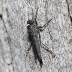 Cerdistus sp. (genus) at Hackett, ACT - 19 May 2019