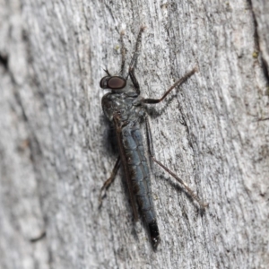 Cerdistus sp. (genus) at Hackett, ACT - 19 May 2019 01:56 PM