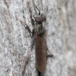 Cerdistus sp. (genus) at Hackett, ACT - 19 May 2019 01:56 PM