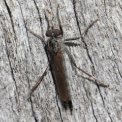 Cerdistus sp. (genus) at Hackett, ACT - 19 May 2019