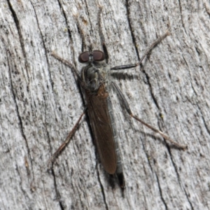 Cerdistus sp. (genus) at Hackett, ACT - 19 May 2019 01:56 PM