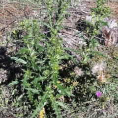 Cirsium vulgare (Spear Thistle) at Hughes, ACT - 15 May 2019 by ruthkerruish