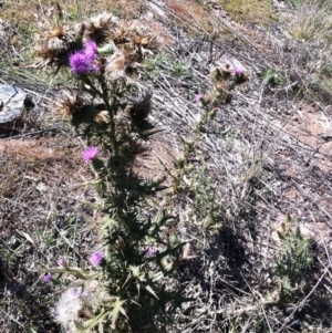 Cirsium vulgare at Hughes, ACT - 15 May 2019 10:00 AM