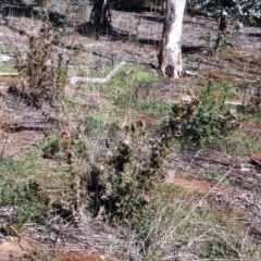 Cirsium vulgare at Hughes, ACT - 15 May 2019