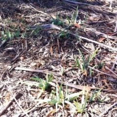 Iris sp. (An Iris) at Hughes, ACT - 15 May 2019 by ruthkerruish